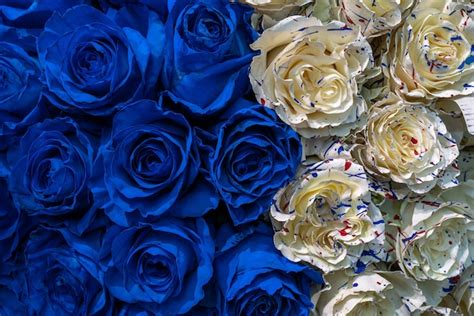 Premium Photo Beautiful Blue And White Roses