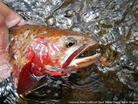 Colorado River Cutthroat Trout Western Native Trout