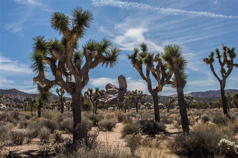 10 Facts About The Incredible Joshua Tree Tentree