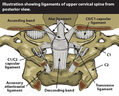 Cervical Spine Ligaments Nerves 3d Model
