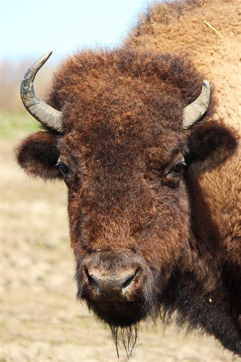 Bison Cattle Like Mammal Terrestrial Animal Wildlife Picture Image