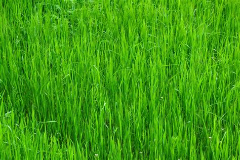 Grass Green Nature · Free Photo On Pixabay