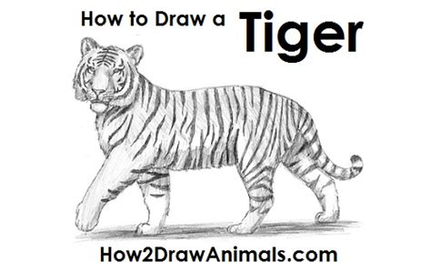 Https://tommynaija.com/draw/how To Draw A Tiger Full Body Easy