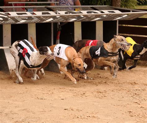 Greyhound Racing Pic 1 