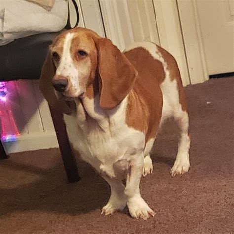 Bassets Carolina Basset Hound Rescue