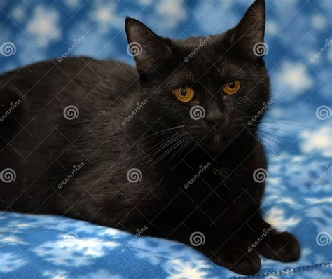 Beautiful Black Cat With Amber Eyes Stock Photo Image Of Blue Eyes