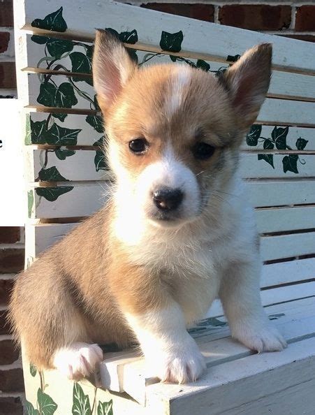 They were also called fairy steeds, and it was believed that they carried fairies around on their backs. Welsh Corgi Puppies For Sale | Lubbock, TX #202449