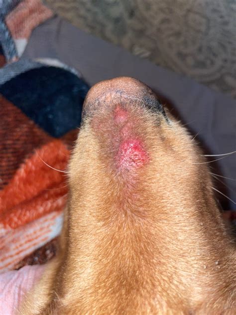 My Dog Has This Raised Bleeding Bump On His Nose It Started Today And