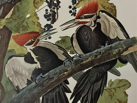 Audubon Print Originals And Reproductions Audubons Birds Of America