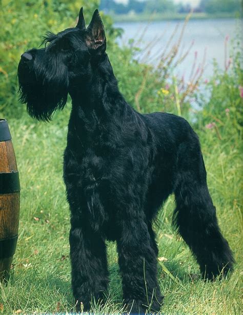 These lovable, playful standard schnauzer puppies are a courageous and loyal dog breed with a powerful spirit. 30+ Most Beautiful Black Giant Schnauzer Dog Pictures And ...
