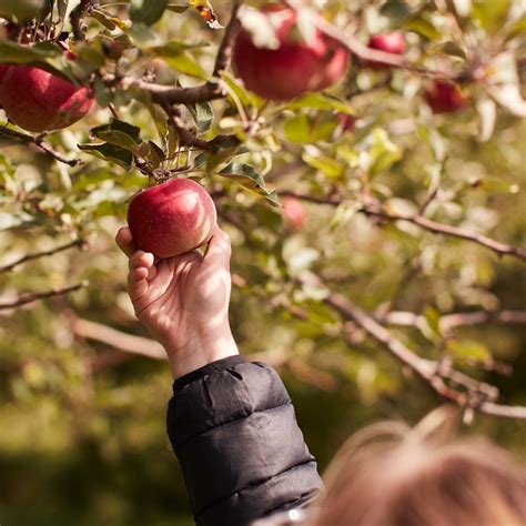 These Are Our Top Tips For Apple Picking