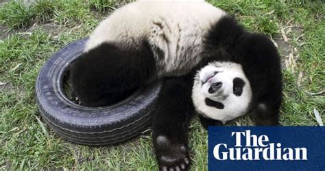 In Pictures Theres Only One Giant Panda Science The Guardian