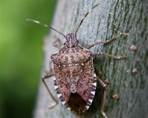 The Life Cycle Of A Stink Bug Hunker