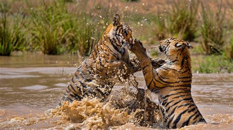 Así es el tigre de Bengala el enorme felino que domina en las selvas