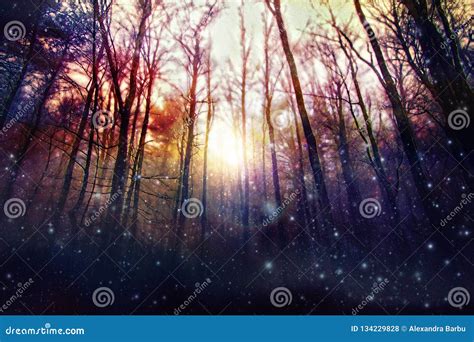 Magic Forest Enchanted Trees Sun Backlit Stock Photo Image Of Eerie