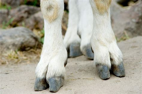 Cloven Mountain Goat Feet At The Oregon Zoo In Portland By