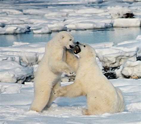 Why Do Polar Bears Mock Battle And Other Facts About