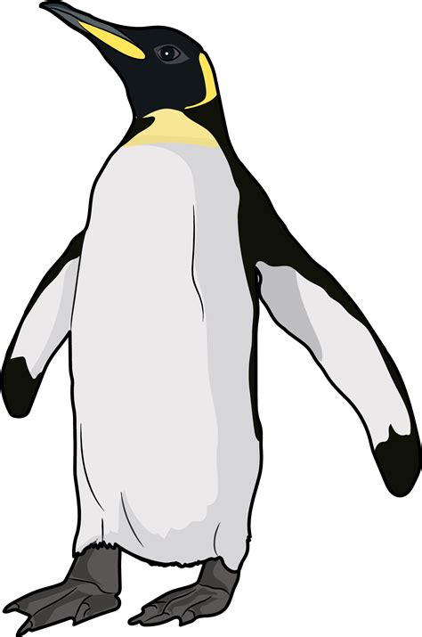 King Penguin Png Clipart Png All