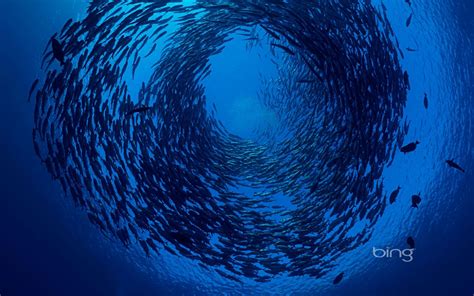 Ocean Swarm Fish Underwater Bali Bing Wallpaper Underwater Photos