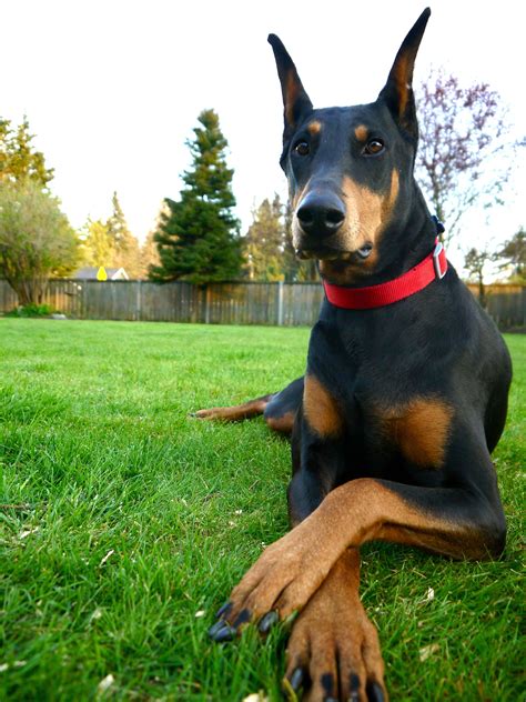 Sweet Doberman Girl Puppies And Kitties Pet Dogs Puppies Animals And
