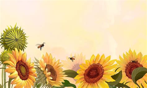 Hand Drawn Sunflowers On A Yellow Background Illustration Premium