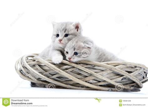Two Small Blue Eyed Newborn Fluffy Kittens Being Curious And Looking To