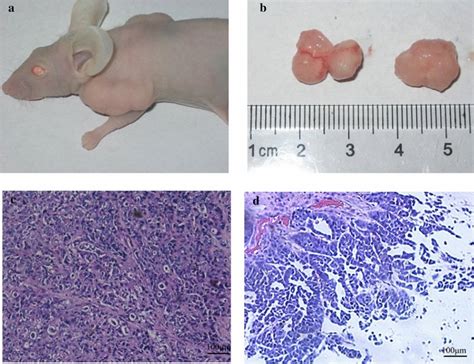Tumourigenicity Of Xgc Cells In Nude Mice A Balb C Nude Mice Were