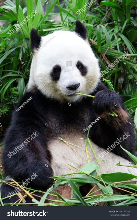 Search for crossword clues found in the daily celebrity, ny times, daily mirror, telegraph and major publications. Giant Panda Bear Eating Bamboo Stock Photo 116172742 ...