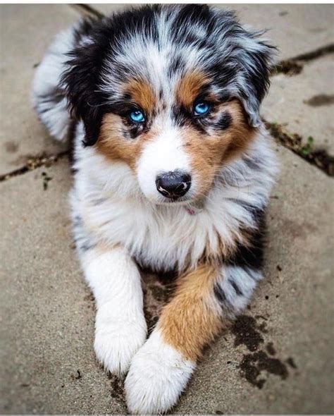 Everything We Admire About The Australian Shepherd Pups