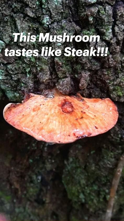 This Mushroom Tastes Like Steak Foraging Edible Fungi Stuffed Mushrooms Wild Food Foraging