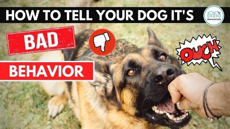 How To Tell Your Dog Its Bad Behavior Communicate With Your Dog