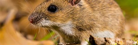 For more than four decades, we've given our customers outstanding pest control service in elk grove and the surrounding cities. HOW TO RODENT-PROOF YOUR HOME THIS FALL - Official Pest ...