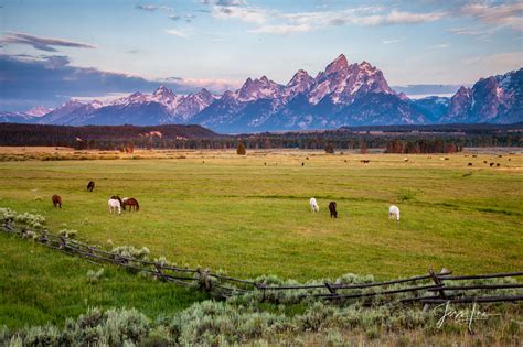 Jackson Hole Horses Grand Teton National Park Wyoming Photos By