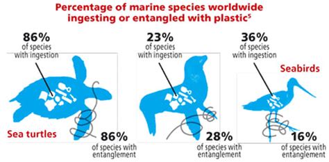 Effects On Marine Life Switch Your Straw