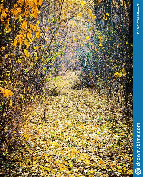 Autumnal Forest Road Stock Photo Image Of Shot Vertical 128693746