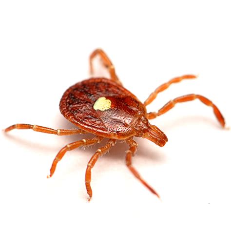 Dowling Lays Out The Facts About Chiggers And Ticks Arkansas Research