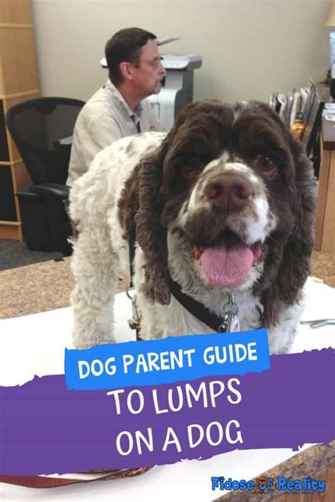 Dog Parent Guide To Lumps On A Dog Fidose Of Reality