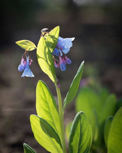 Virginia Blue Bells Blooming At The Nc Arboretum In Asheville North