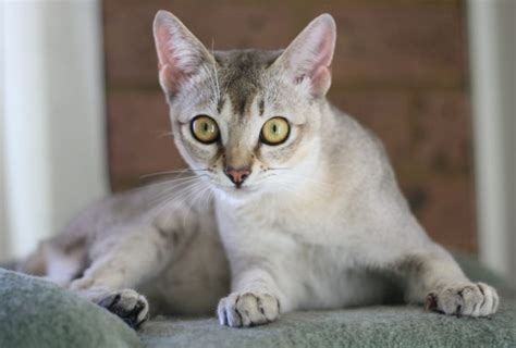Маленькие породы кошек: список с фотографиями и названиями | Сайт «Мурло»