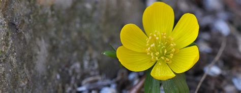 They will keep adding colours and fragrance to your garden for months to come. 13 Beautiful Yellow Flowering Shrubs that'll bring Happiness
