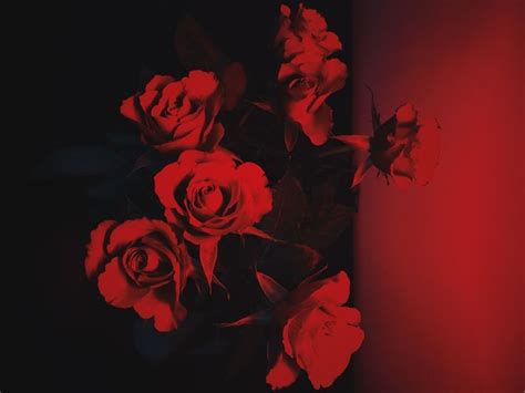 View 30 Deep Red Dark Red Rose Aesthetic Changecolorbox