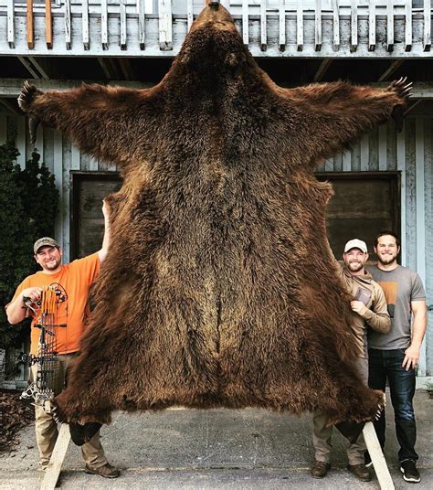 World Record Alaskan Brown Bear