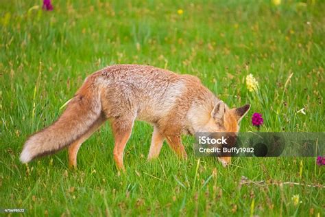 Red Fox Smells The Ground Stock Photo Download Image Now 2015