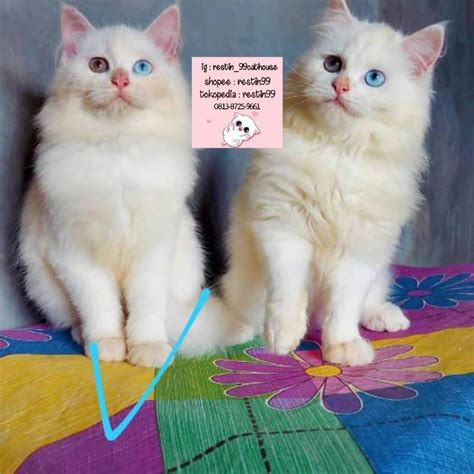 Jual Anak Kucing Kitten Persia Mix Mainecoon Odd Eye Restin Bukan