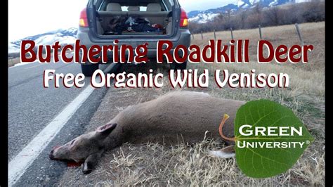 Butchering Roadkill Deer Free All Natural Organic Wild Venison YouTube