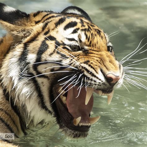 Young Female Malayan Tiger Playing In Water Big Cats
