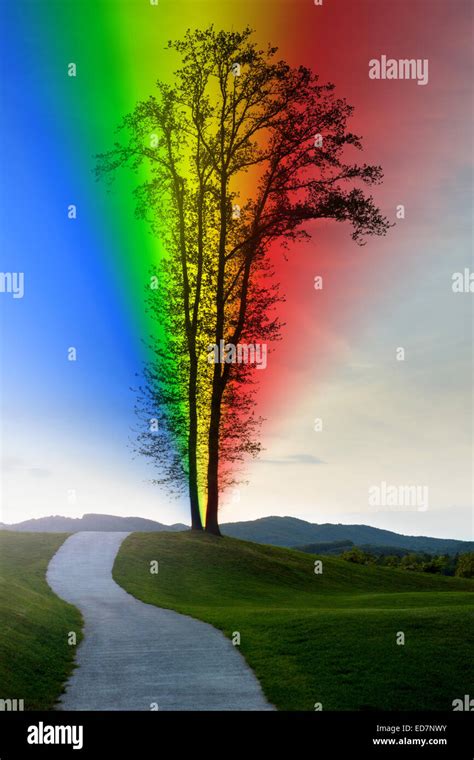 Road Leading To A Lonely Tree With A Rainbow Stock Photo Alamy