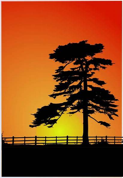 Sunset Clipart Cedar Tree Silhouette Clip Corner