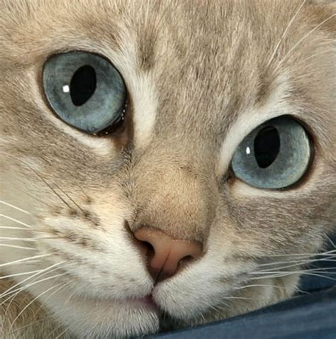 Op zondagen houdt pam ervan om te ontspannen. Katten | Schattigste dieren