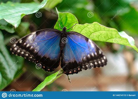 Blue Morpho Morpho Peleides Butterfly Big Butterfly